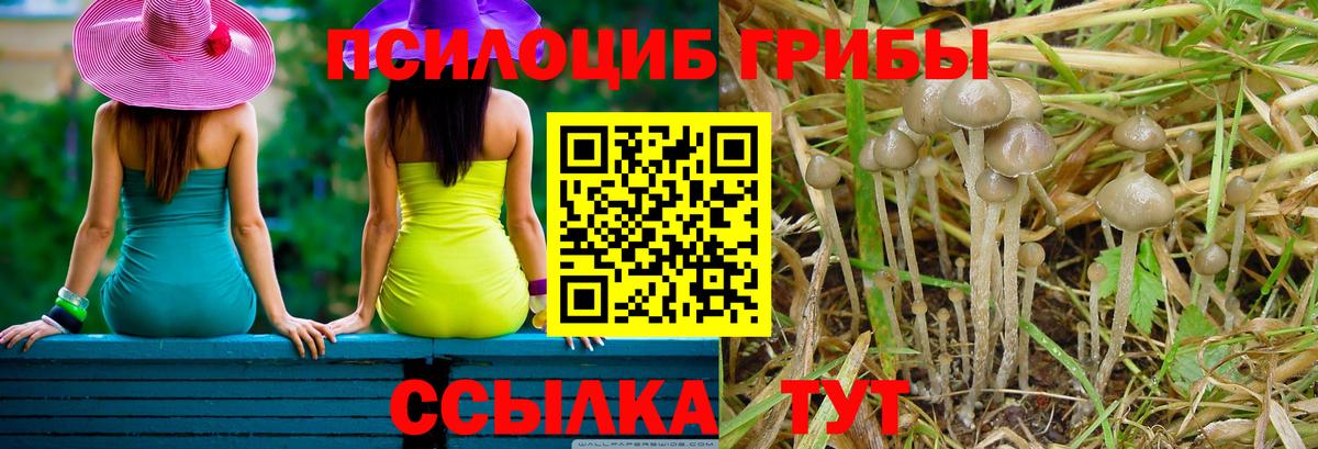Галлюциногенные грибы Psilocybine cubensis  Вход с VPN  Балаково 